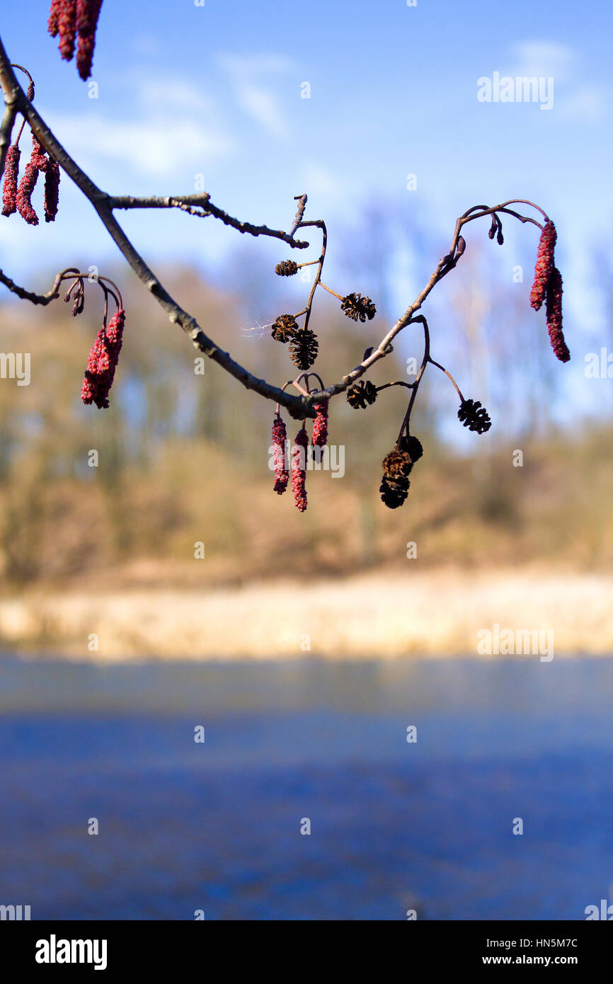 alder tree branch on a background of blue river close up Stock Photo