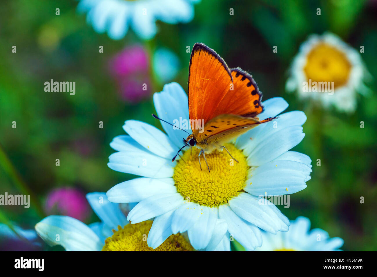 Scarce copper (Lycaena virgaureae) butterfly on wild chamomile flower Stock Photo