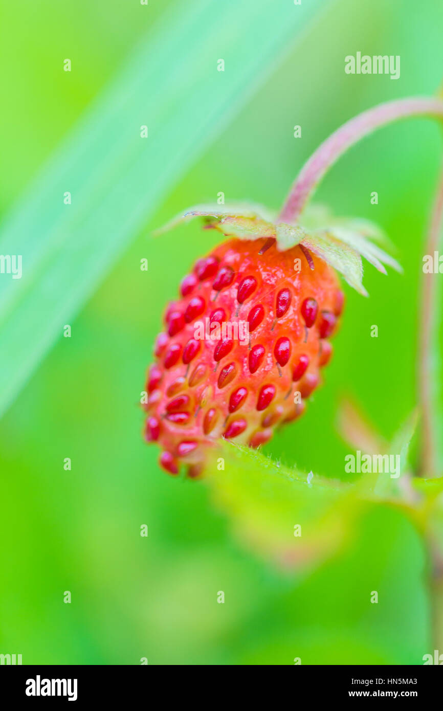 Woodland strawberry (Fragaria vesca) bright red fruit close-up Stock ...