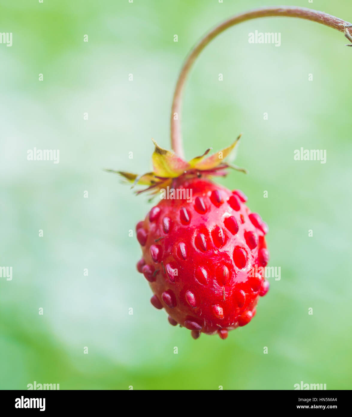 Woodland strawberry (Fragaria vesca) bright red fruit close-up Stock ...