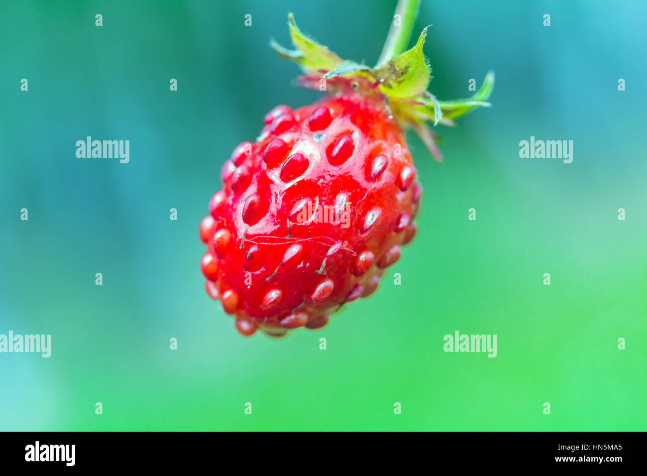 Woodland strawberry (Fragaria vesca) bright red fruit close-up Stock ...