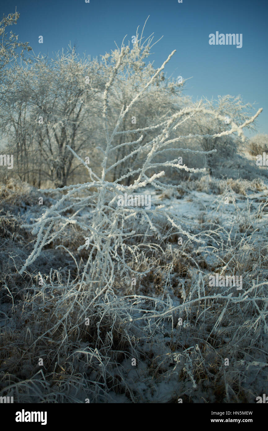 Shrub covered with frost hoarfrost Stock Photo Alamy