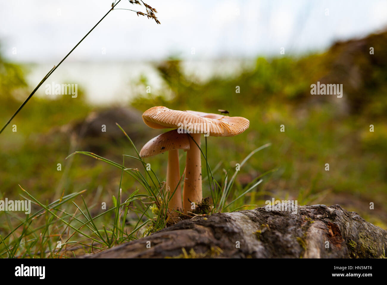Mushrooms in forest near Baltic sea Stock Photo
