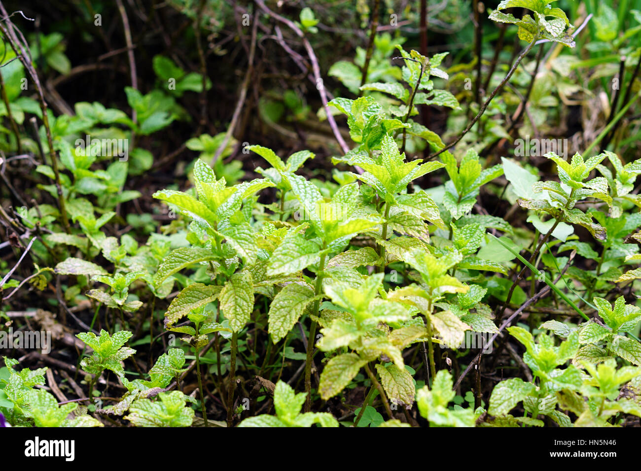 Mint in a herb garden Stock Photo