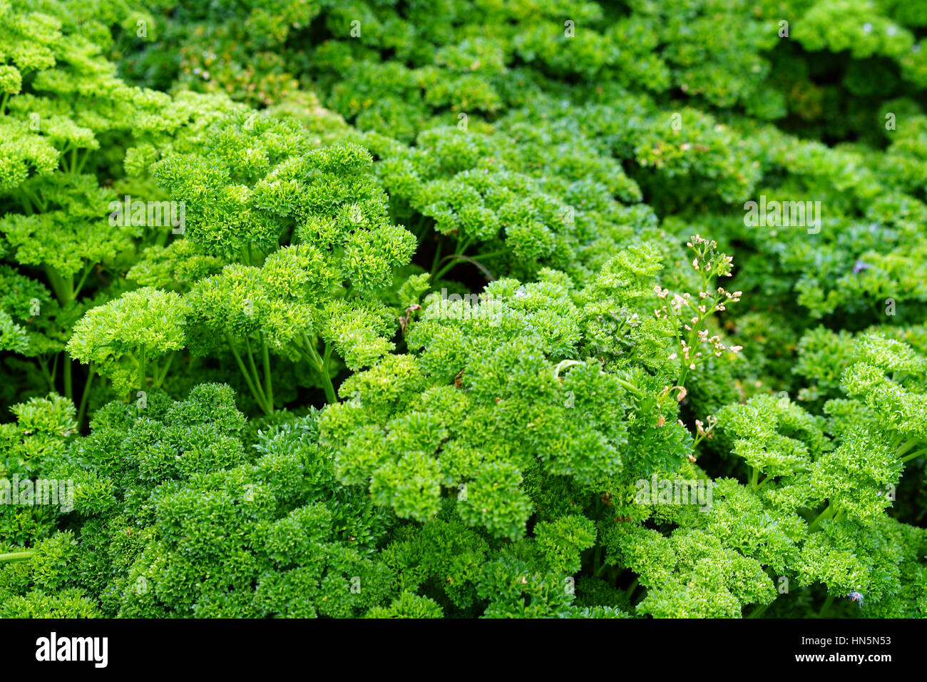 Green Parsley in the Garden Stock Photo Alamy
