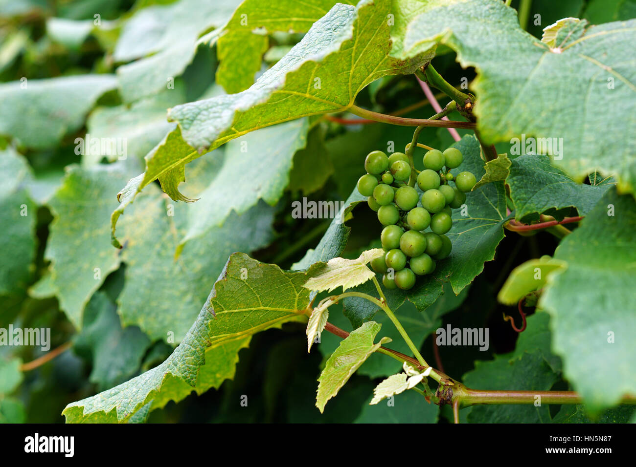 Green Grapes on Vines in the Garden Stock Photo - Alamy