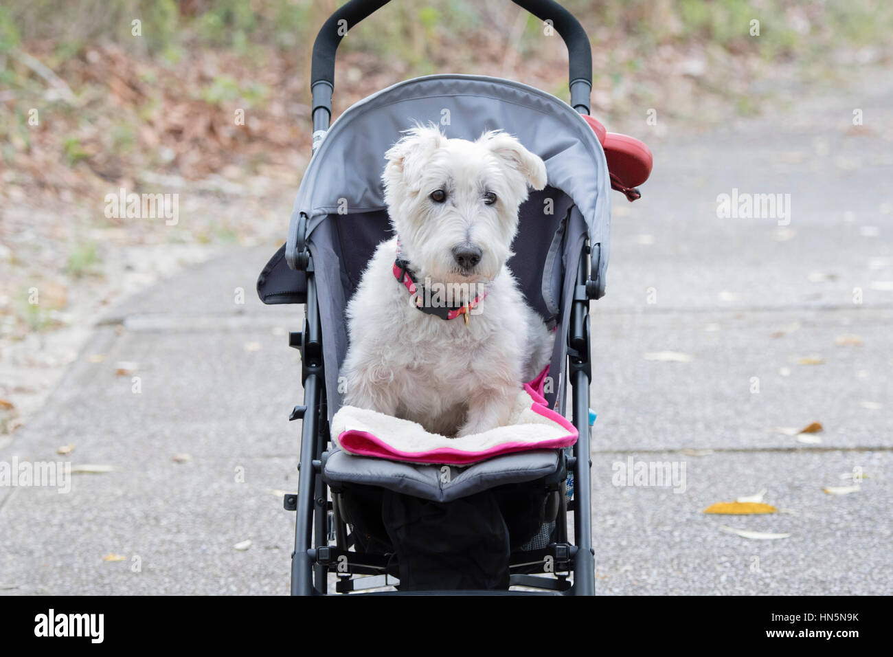 Scottish Terriar Rescue Dog with Damaged Legs Rides in a Stroller on a
