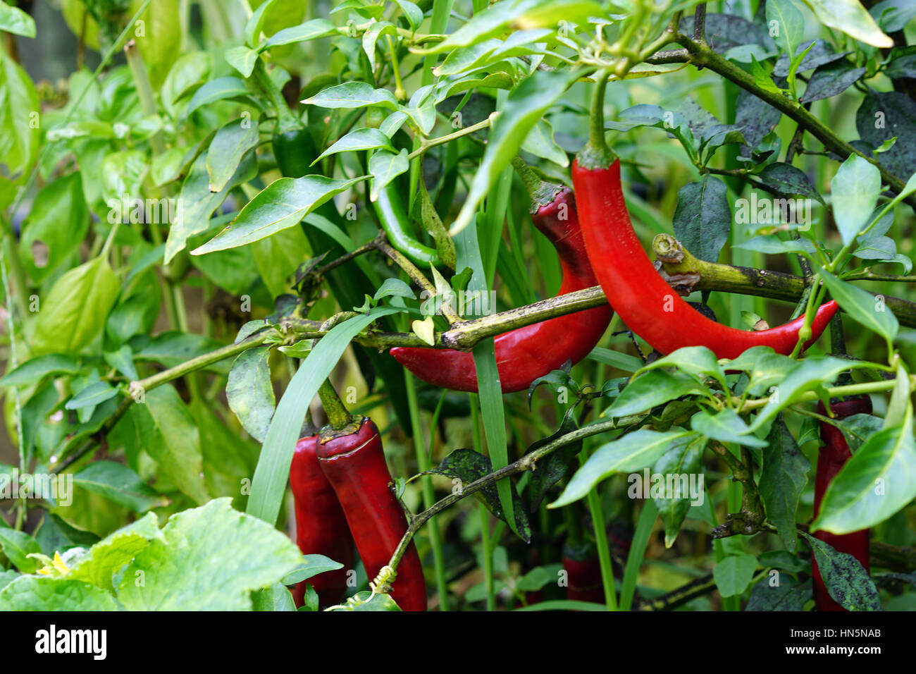 Hot Red Chili Peppers Grown in a Home Garden Stock Photo