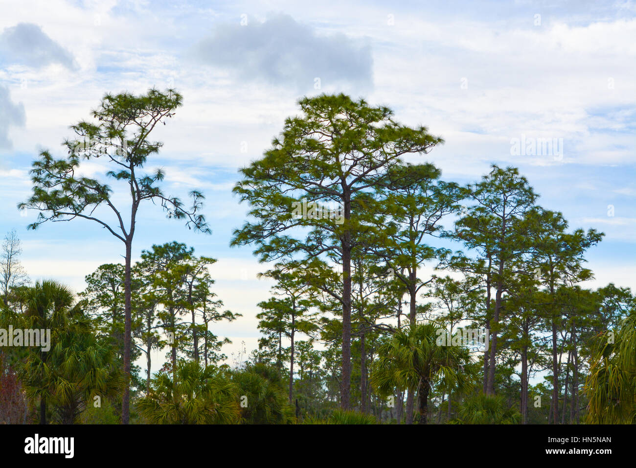 Pine trees at Hillsborough River State Park, Florida, USA Stock Photo