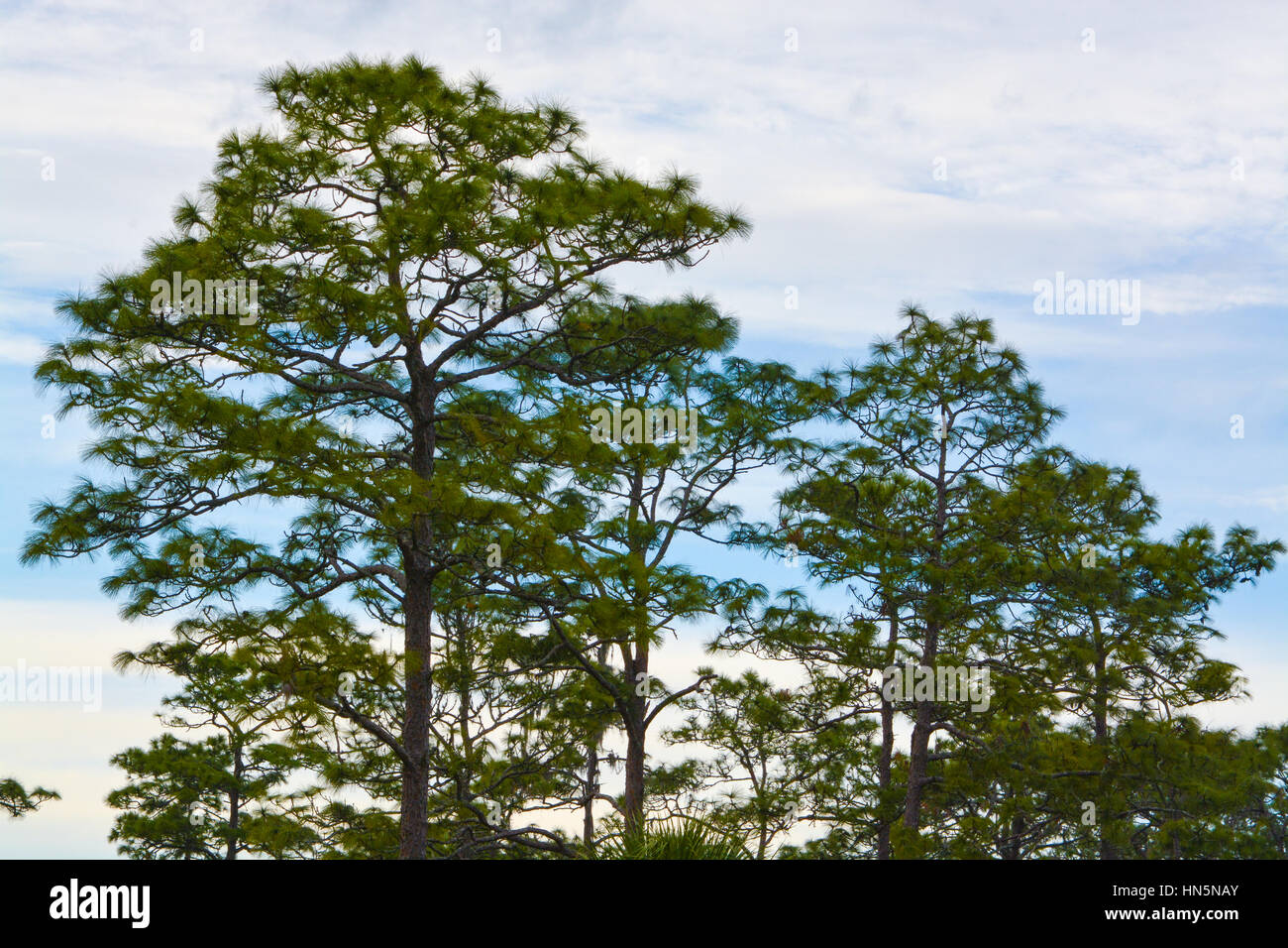 Pine trees at Hillsborough River State Park, Florida, USA Stock Photo