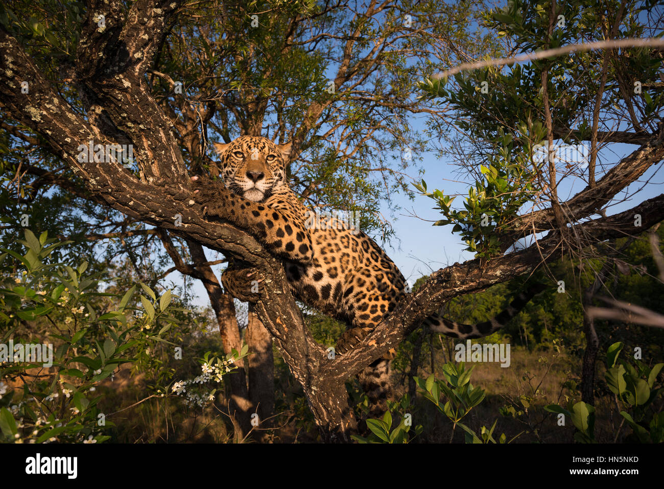 Jaguar up on a tree Stock Photo