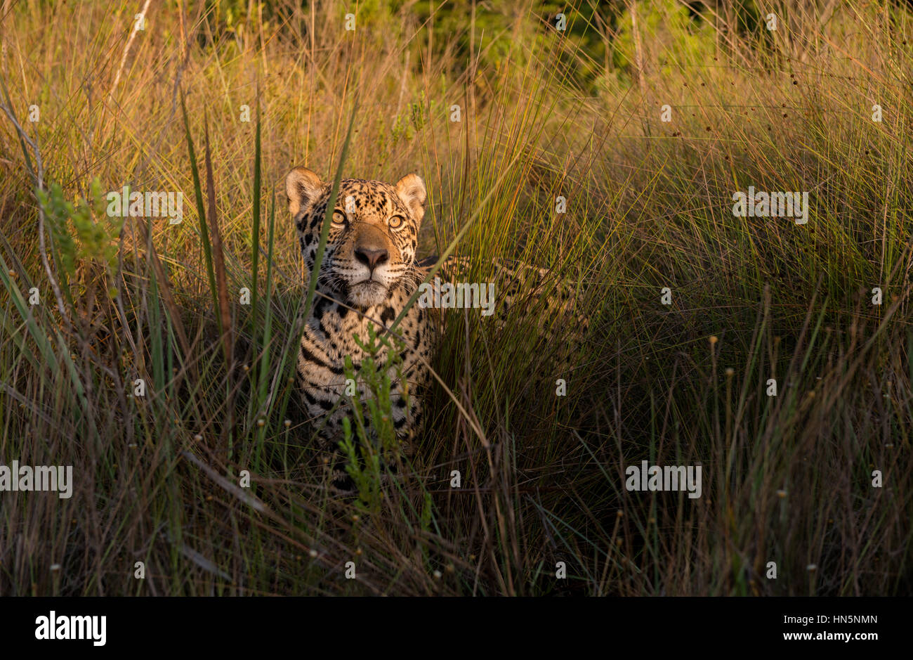 Jaguar among tall grasses in Central Brazil Stock Photo
