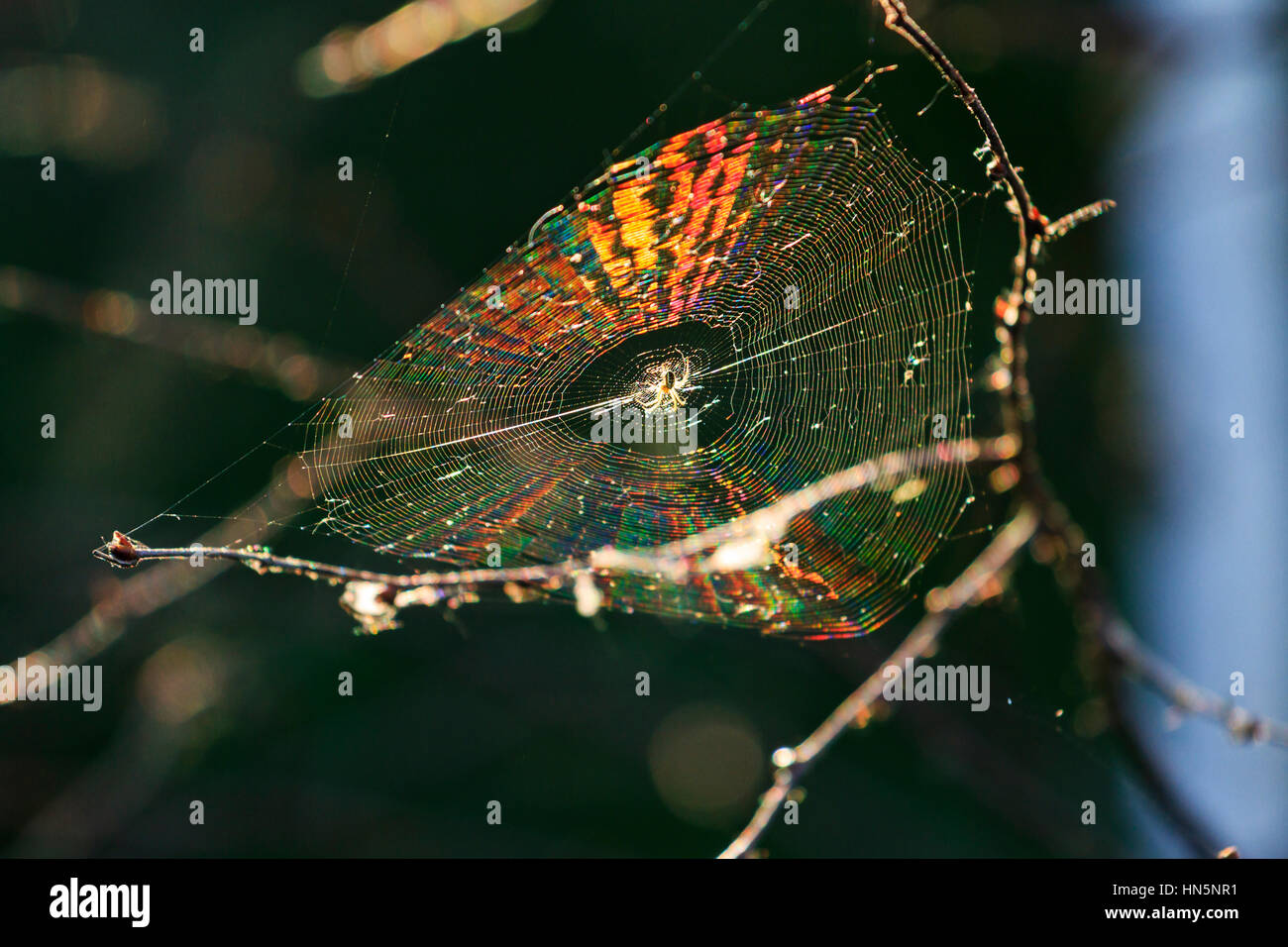 Spider sits among his color web,natural wonder, illusion, rainbow Stock ...