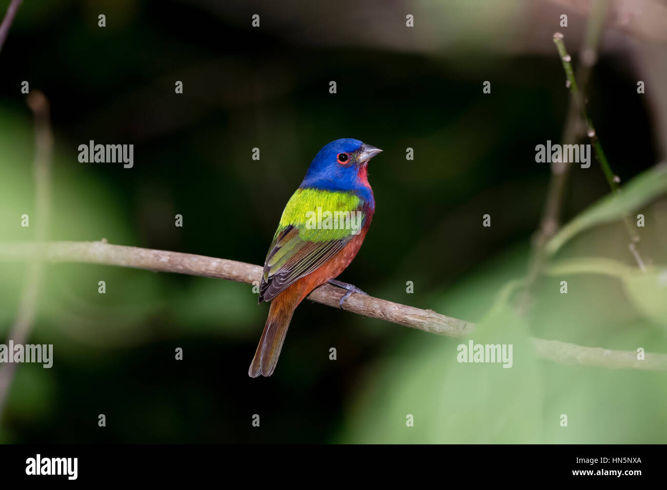 Wild Male Painted Bunting in Punta de Mita, Mexico Stock Photo