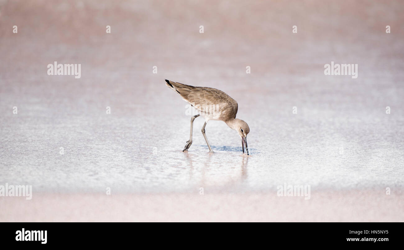Willet (Tringa semipalmata ) on the Beach in Punta de Mita, Mexico Stock Photo