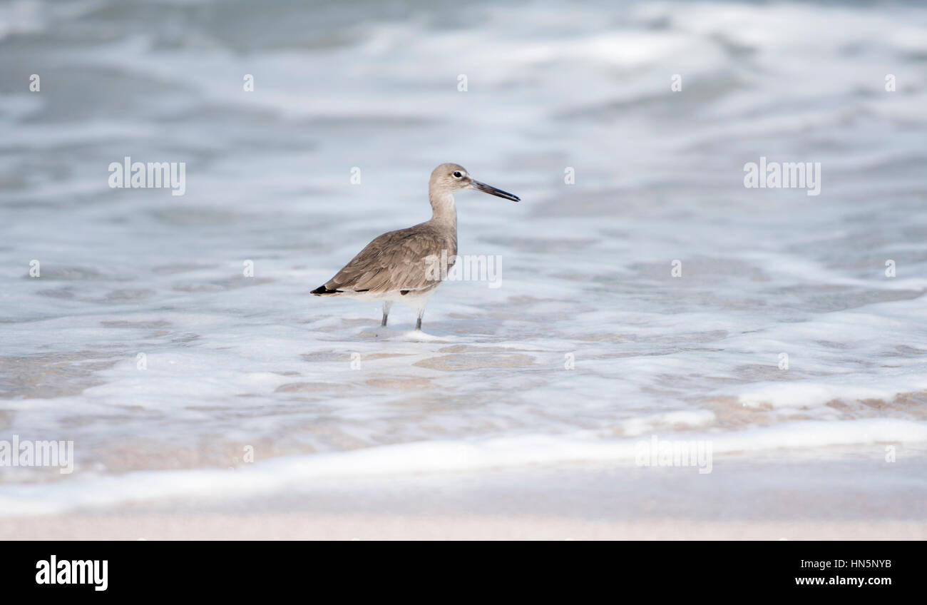 Willet (Tringa semipalmata ) on the Beach in Punta de Mita, Mexico Stock Photo