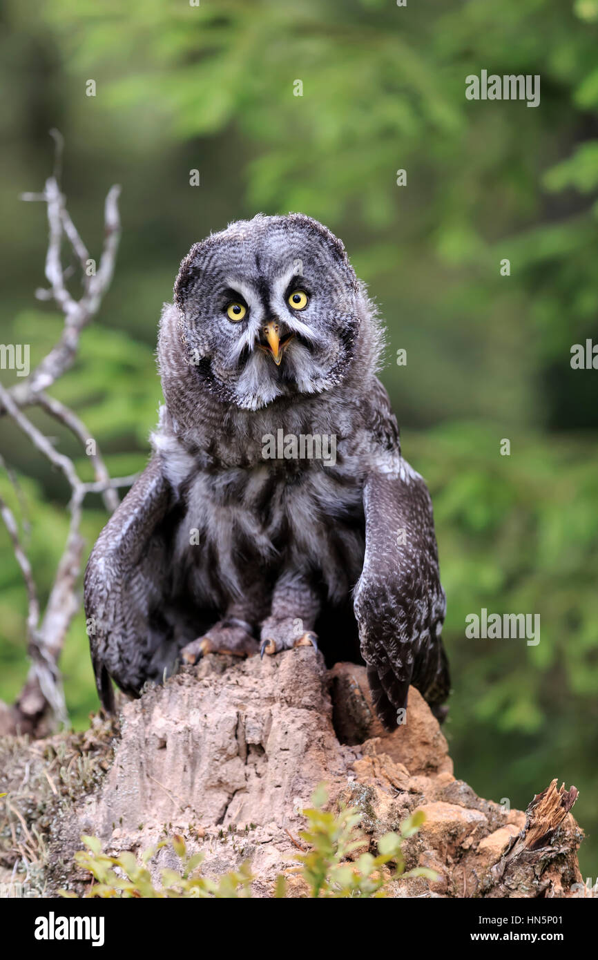 Great Grey Owl, (Strix nebulosa), adult alert on branch, Pelm, Kasselburg, Eifel, Germany, Europe Stock Photo