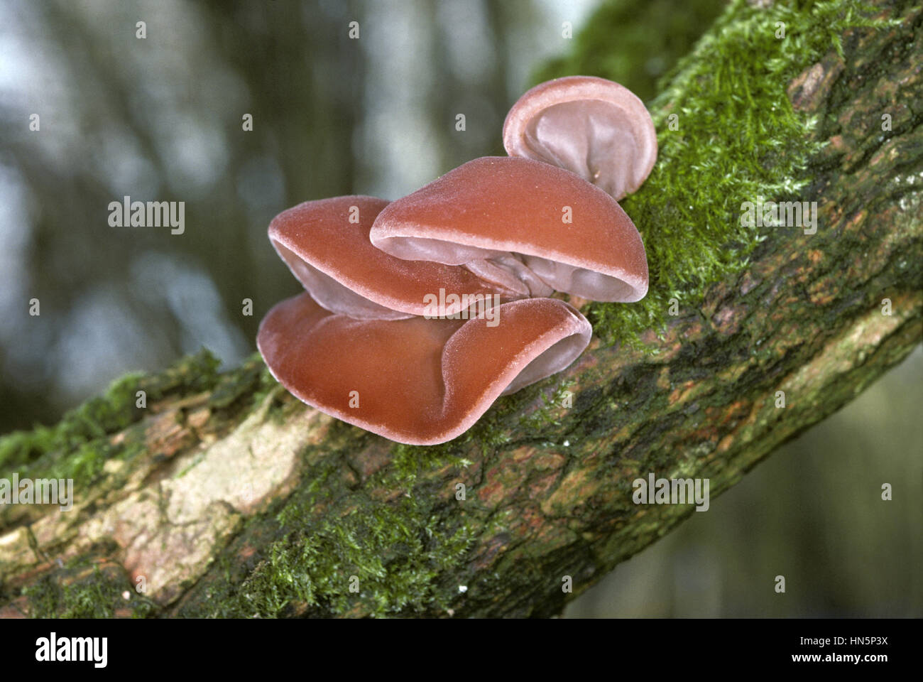 Jelly Ear Fungus or Jew's Ear Fungus - Auricularia auricula-judae Stock Photo