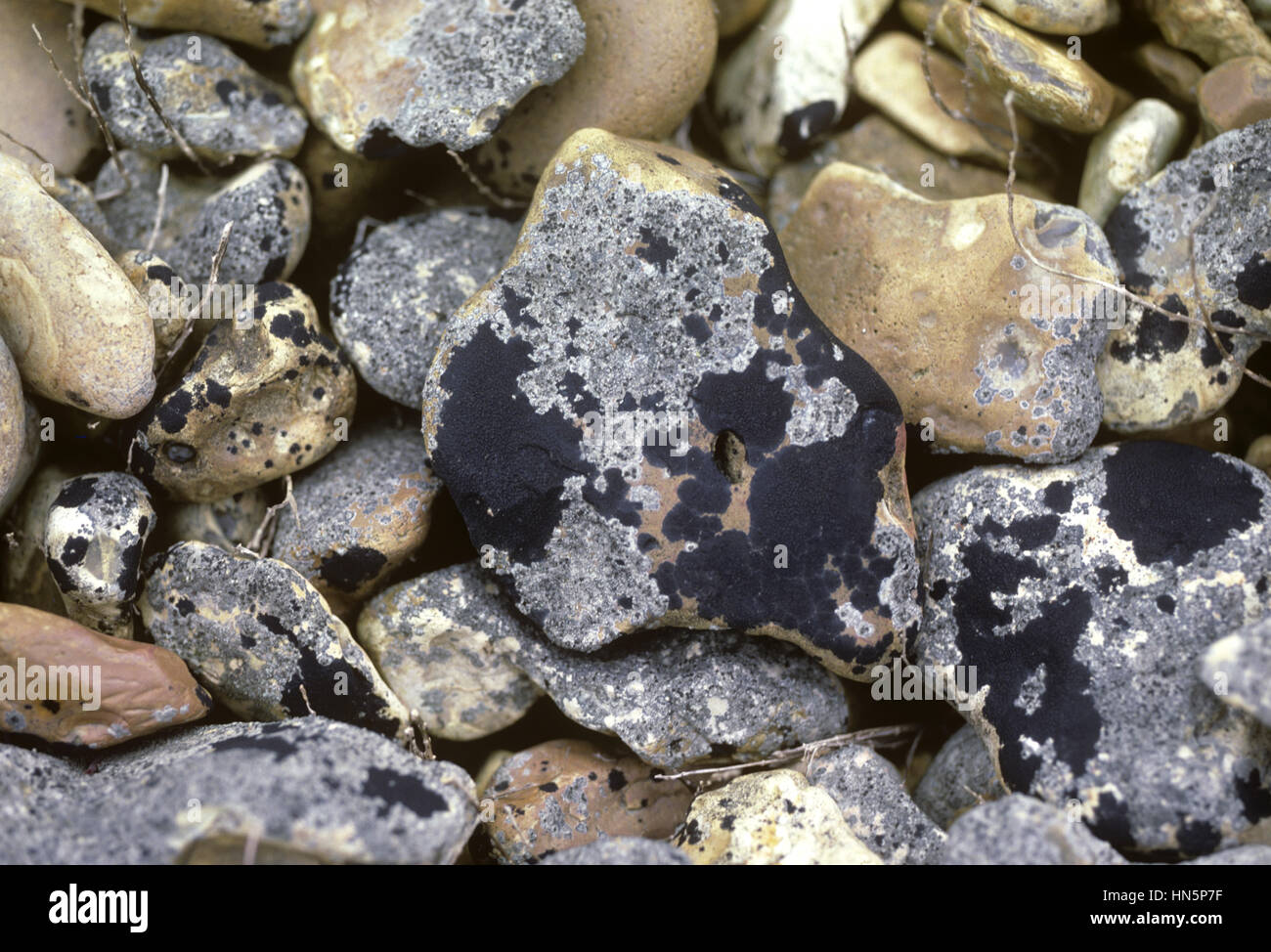 Black Tar Lichen - Verrucaria maura Stock Photo