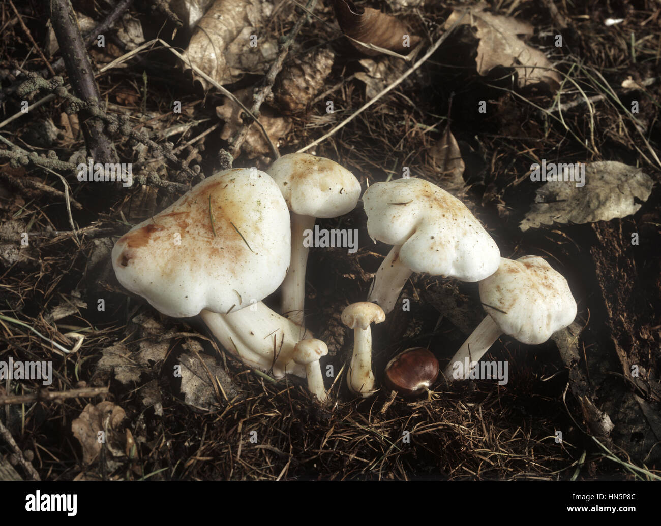 Spotted Toughshank - Collybia maculata Stock Photo