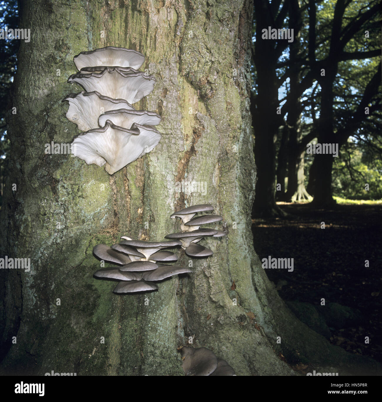 Oyster Mushroom - Pleurotus ostreatus Stock Photo