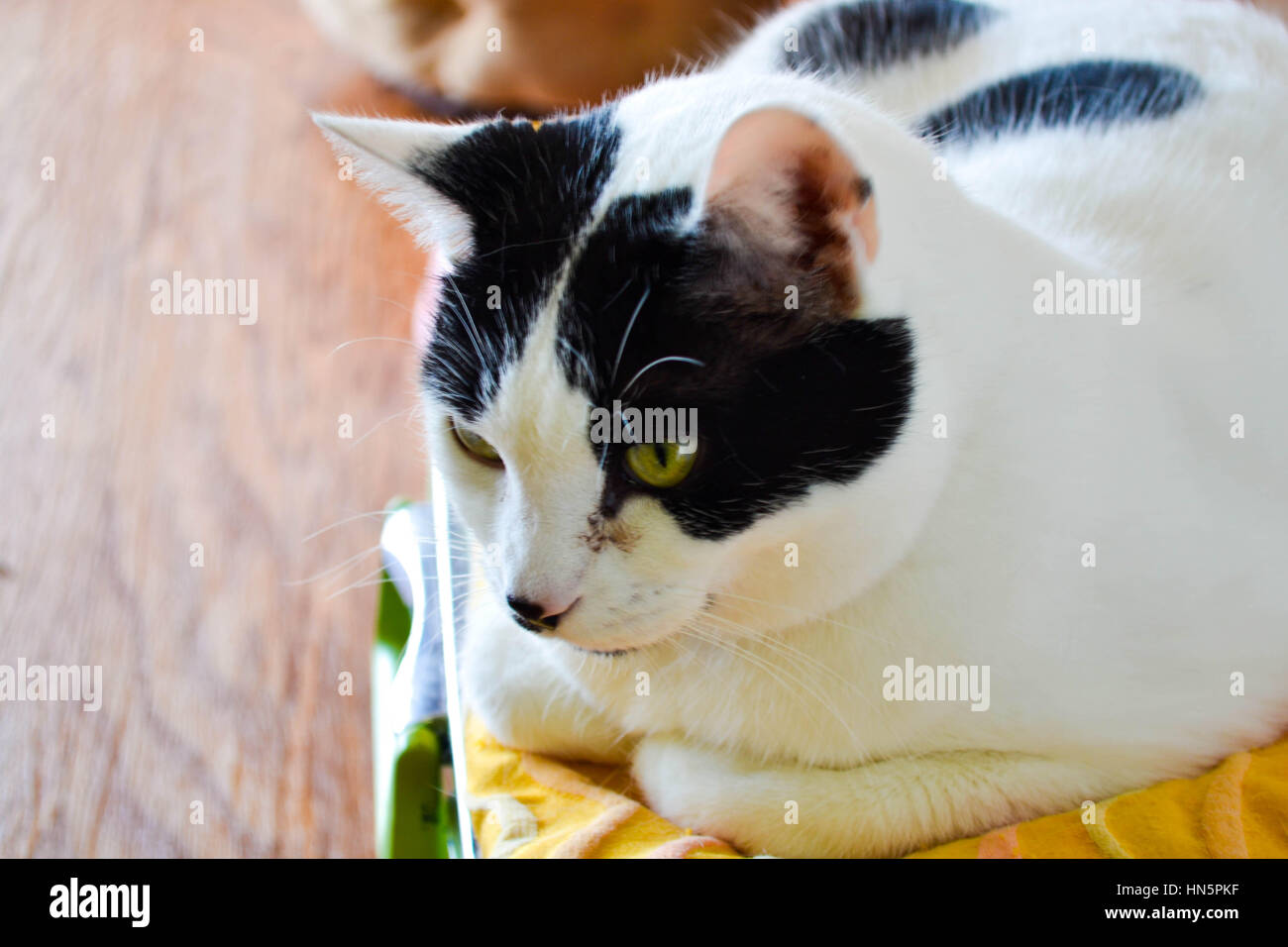 Cat up for adoption Stock Photo Alamy