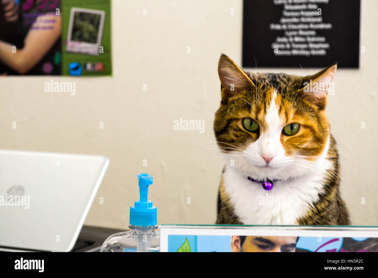 Cat sitting at a desk Stock Photo Alamy