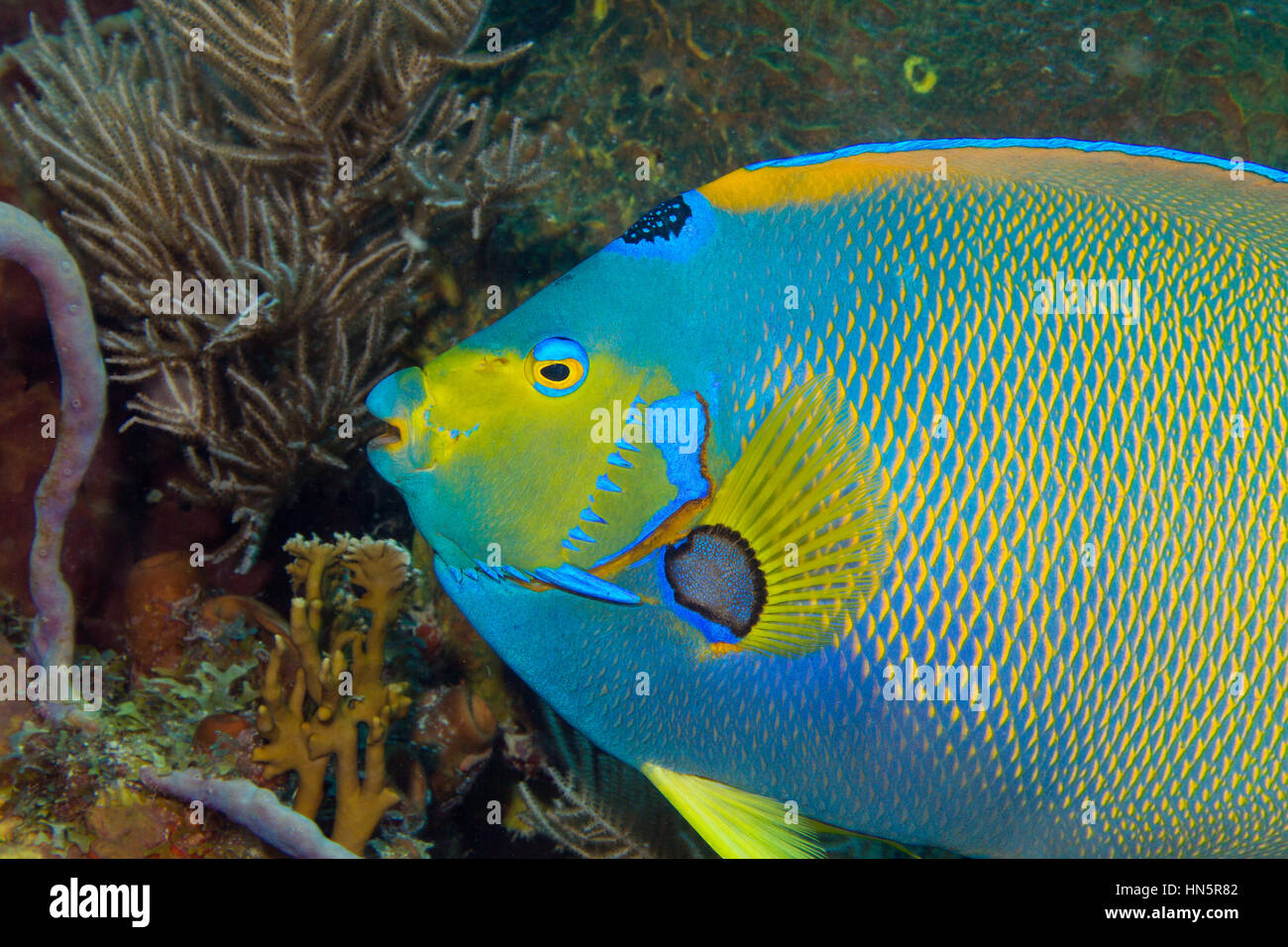 Close-up of a Queen angelfish on a coral reef in Key Largo. Stock Photo