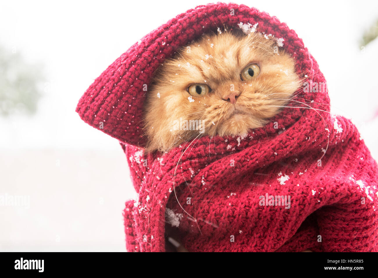 Funny cats in winter hi-res stock photography and images - Alamy