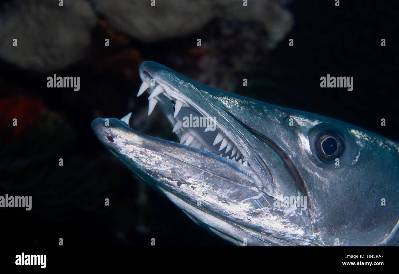 Close of the face and teeth of a Great Barracuda Stock Photo - Alamy