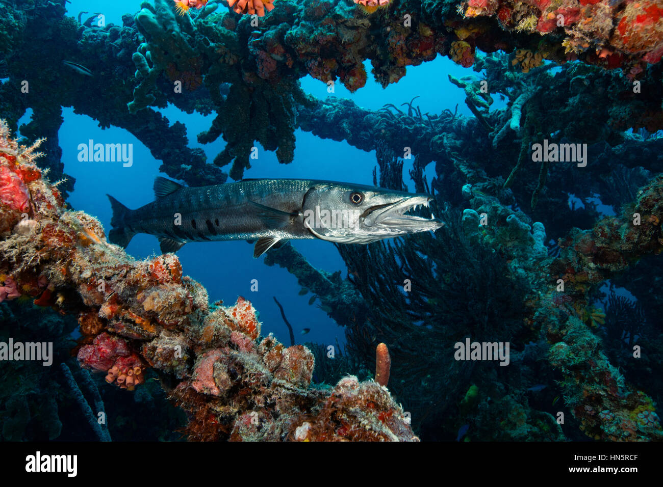 Great barracuda framed by parts of the shipwreck of the artificial reef, the Spiegel Grove. Stock Photo