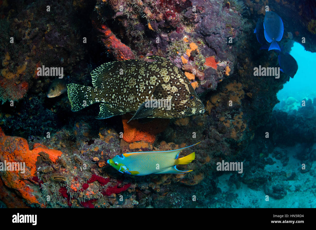 The rarely seen Marbled grouper and Queen angelfish. Stock Photo