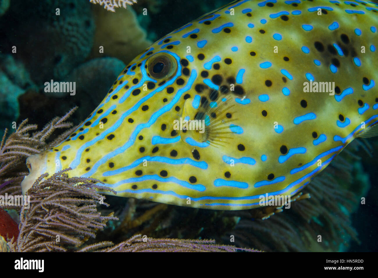 Iridescent blue lines mark the face and body of a Scrawled filefish. Stock Photo