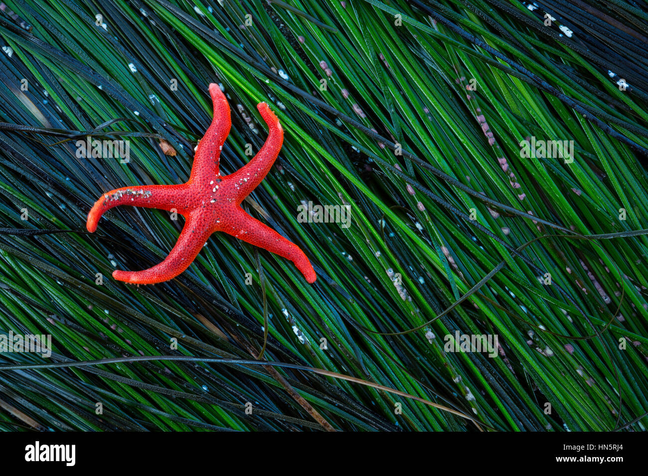 A Pacific Blood Star (Henricia leviuscula) along the Oregon coast. Stock Photo