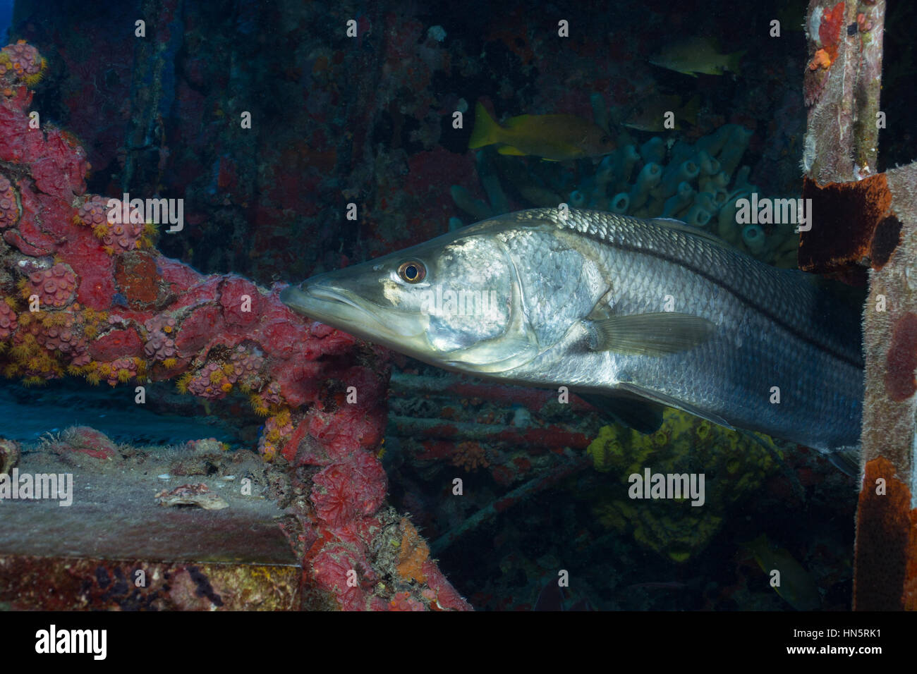A Common snook is shown as it hides within the structure of the Aquarius Reef Base. Stock Photo