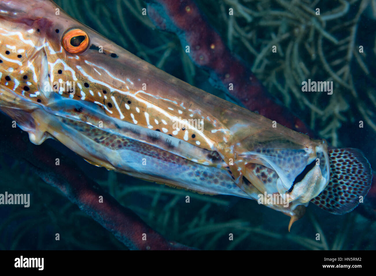 Trumpetfish captures and swallows small member of the grouper family. Stock Photo