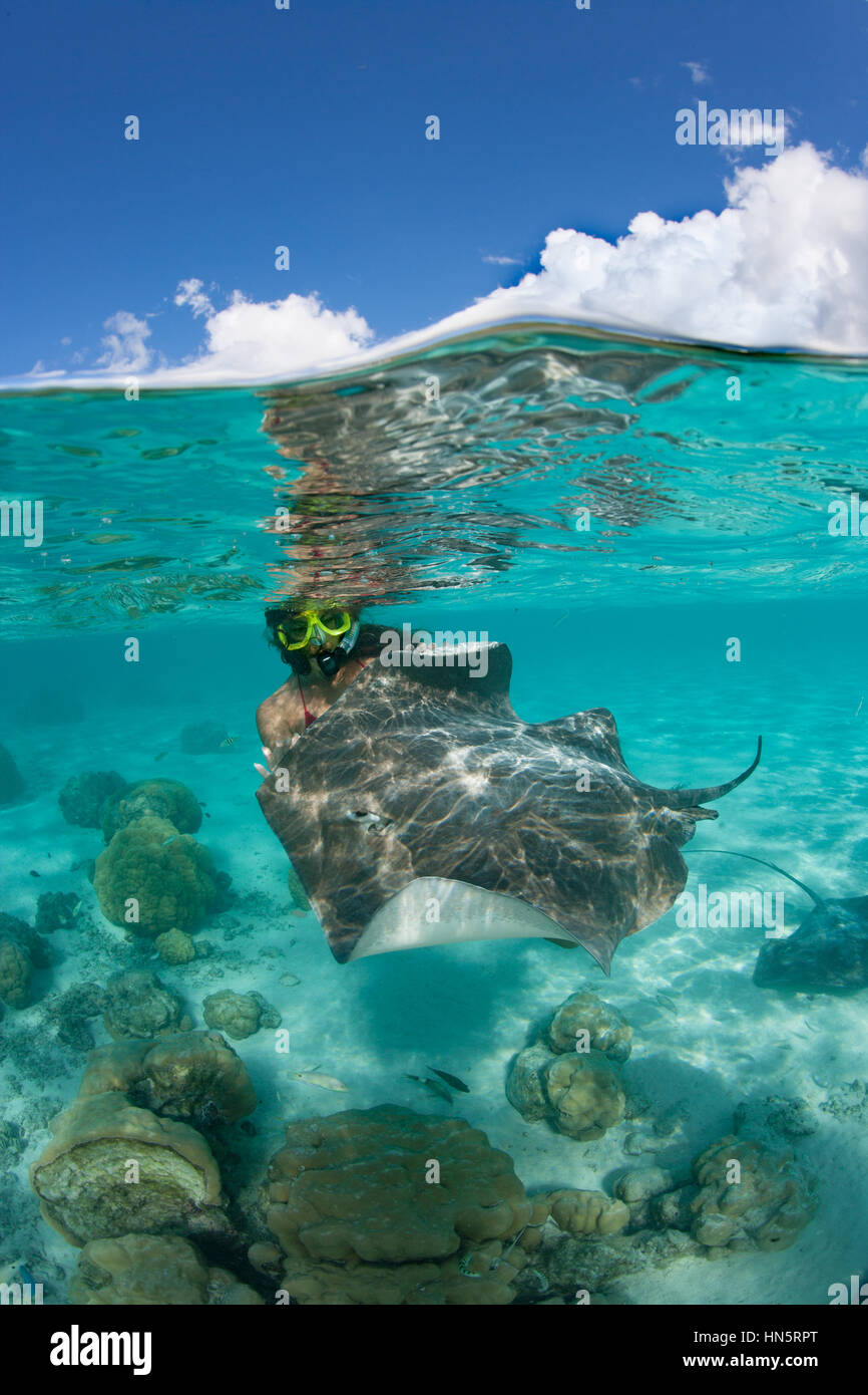 Snorkeler with stingray, French Polynesia. Stock Photo