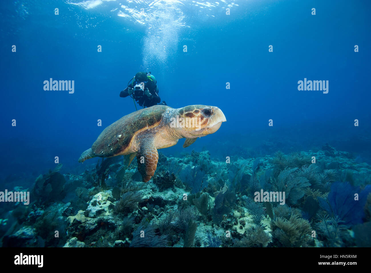 Scuba diver videotapes Loggerhead turtle during dive on Molasses reef