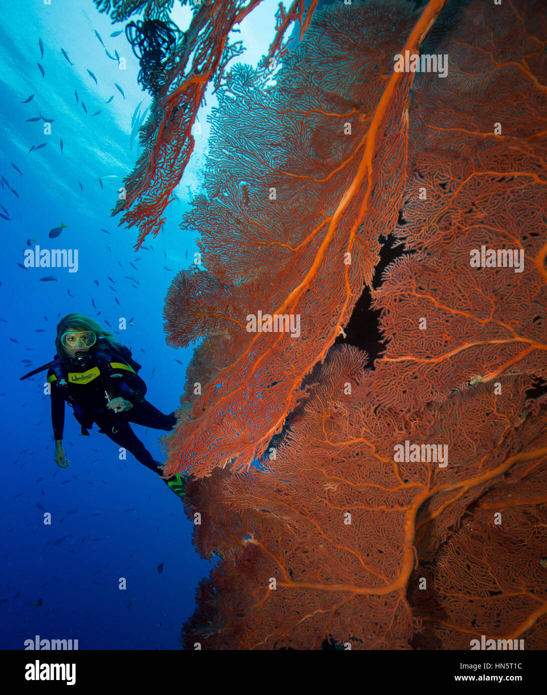 Diver and large gorgonian, Solomon Islands Stock Photo