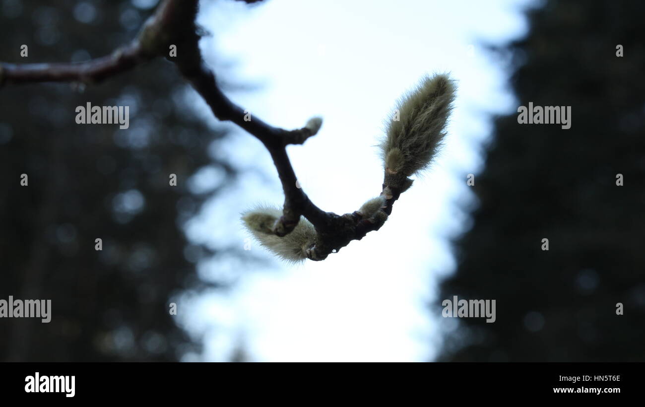 Leaf budding branch Stock Photo