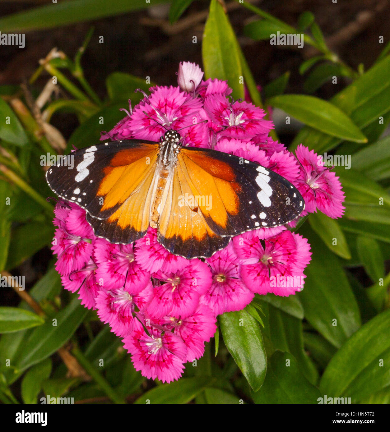 Beautiful orange and black Australian butterfly Danaus chrysippus on deep pink dianthus flowers with background of green foliage Stock Photo