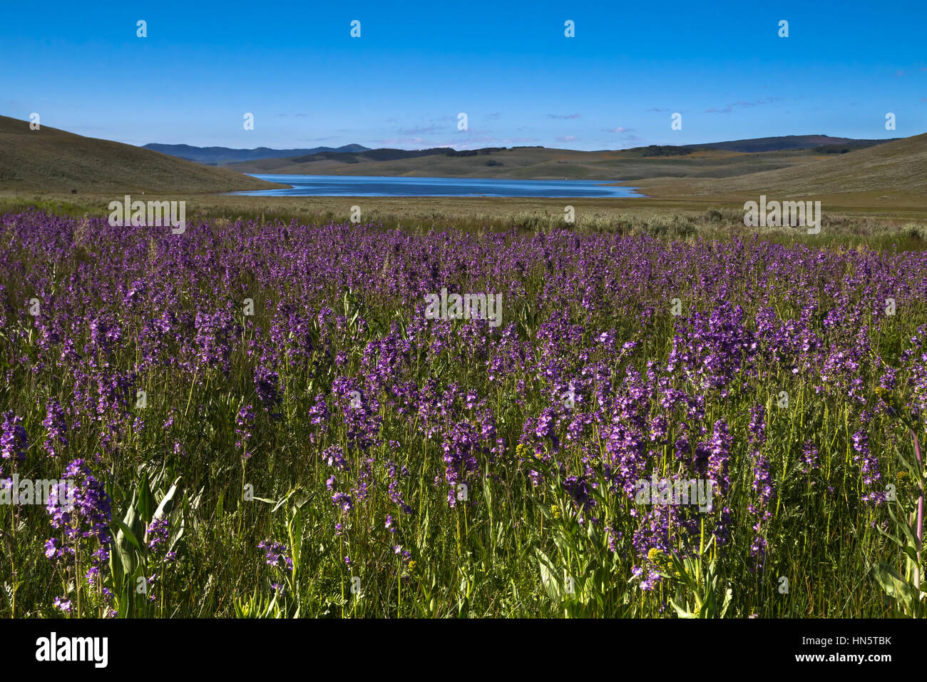 Purple Spring Wild Flowers at Strawberry Reservoir, Uintah and Ouray Indian Reservation, Wasatch County, Utah, USA Stock Photo