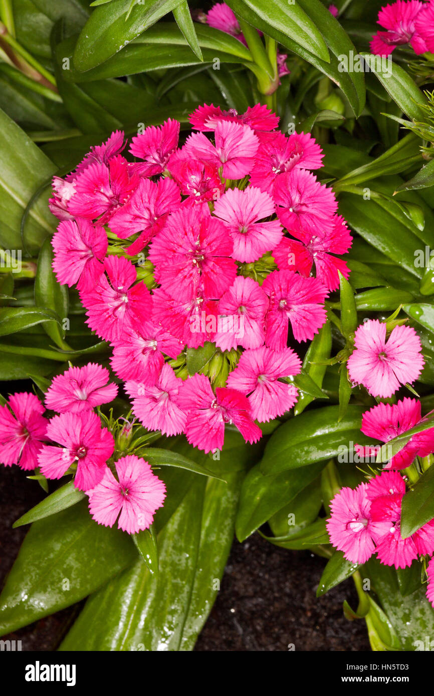 Large cluster of deep pink / red perfumed flowers of Dianthus barbatus 'Jolt' on background of emerald green foliage Stock Photo