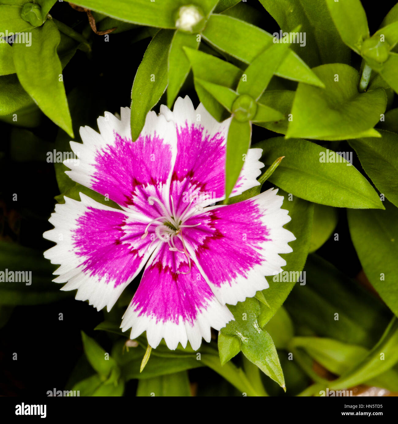 Beautiful deep pink perfumed flower of Dianthus barbartus with white edges to petals among bright green leaves Stock Photo