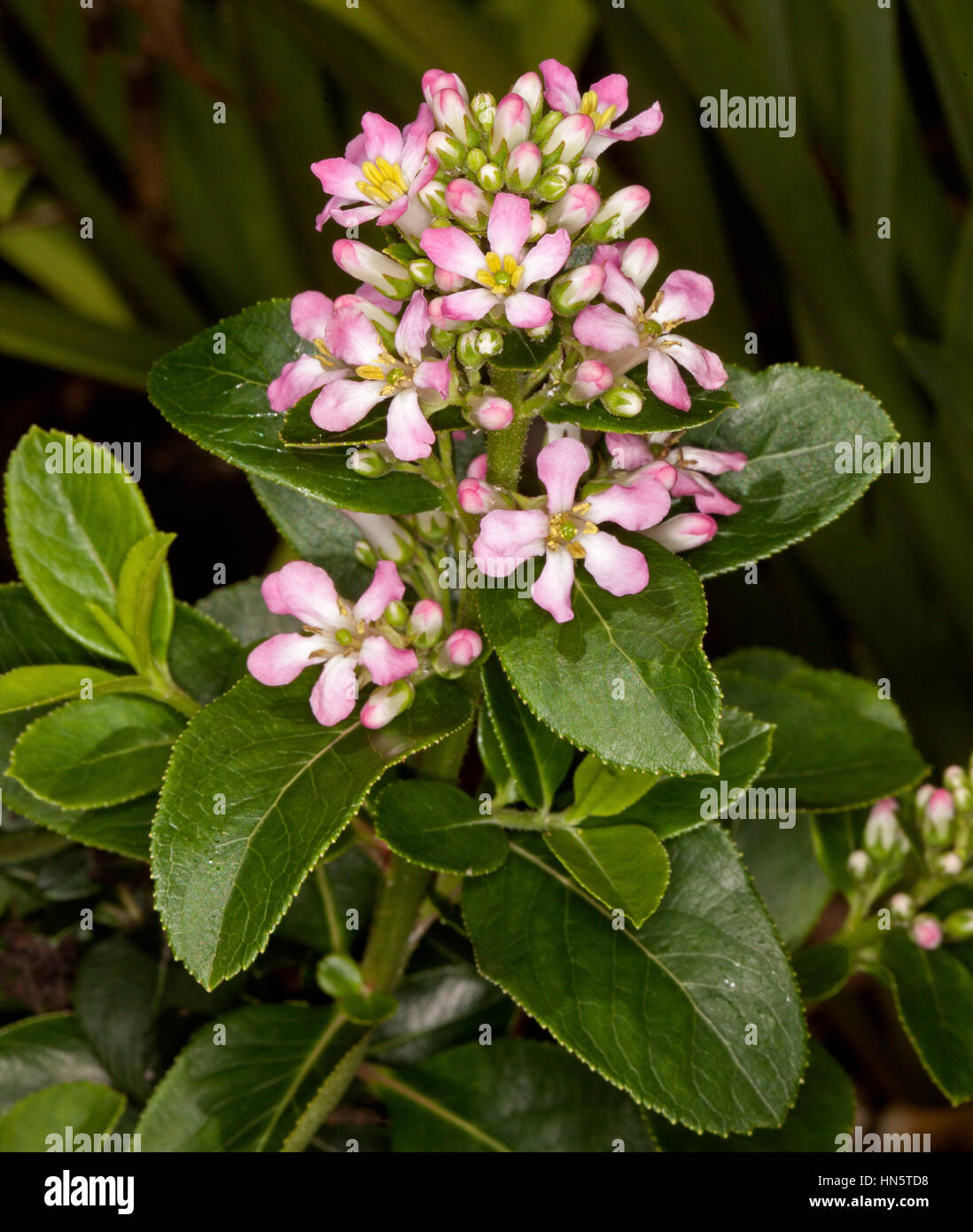 Cluster of pale pink and white flowers of evergreen garden shrub Escallonia laevis 'Pink Elle' on background of dark green leaves Stock Photo