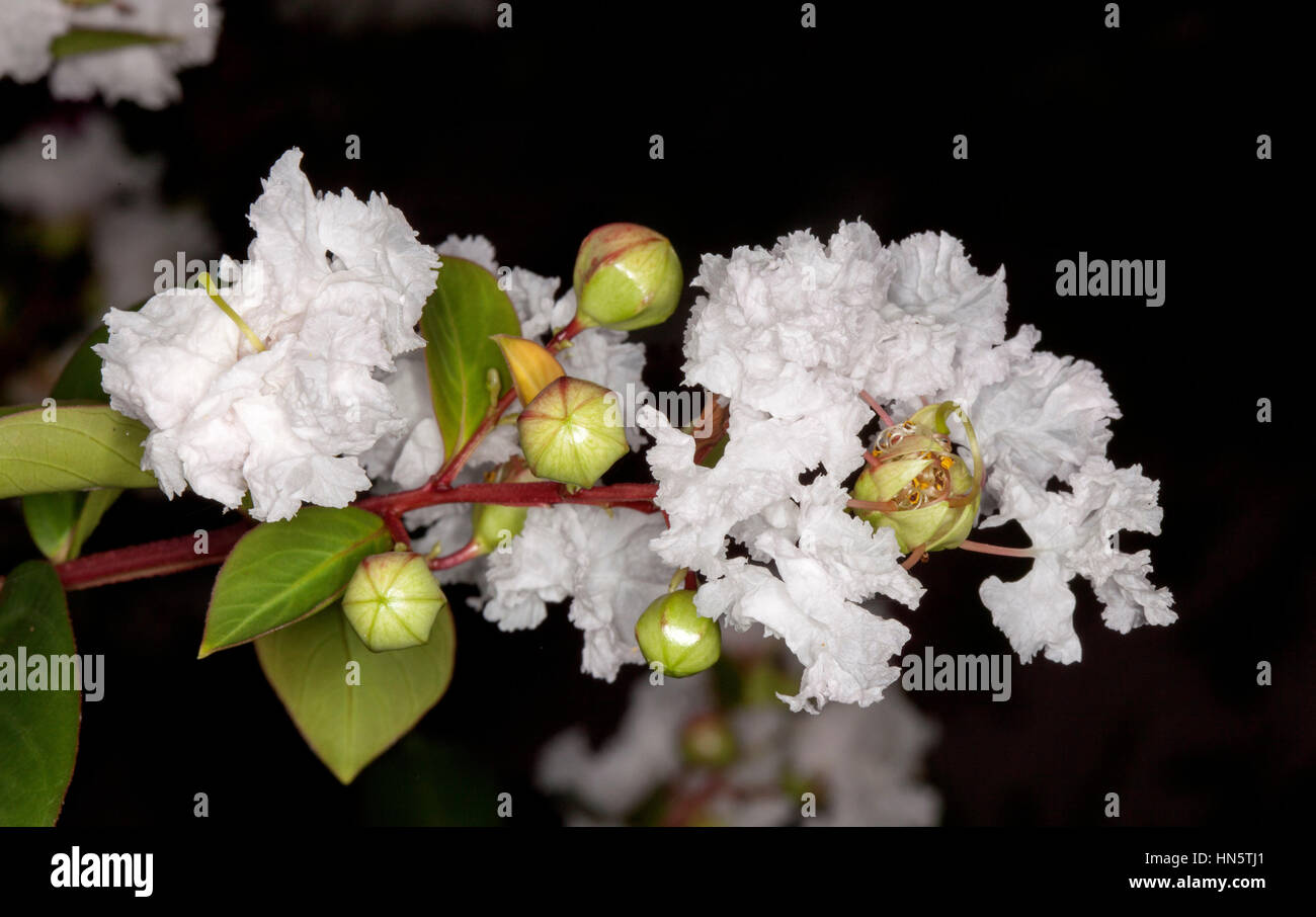 Cluster of white flowers, green leaves and buds of Lagerstroemia indica, crepe myrtle, against dark background in Australia Stock Photo