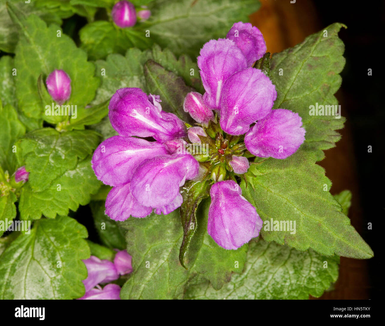 Mauve / pink flowers of ground cover / rockery plant Lamium maculatum 'Beacon Silver' surrounded by light green heart-shaped leaves on dark background Stock Photo