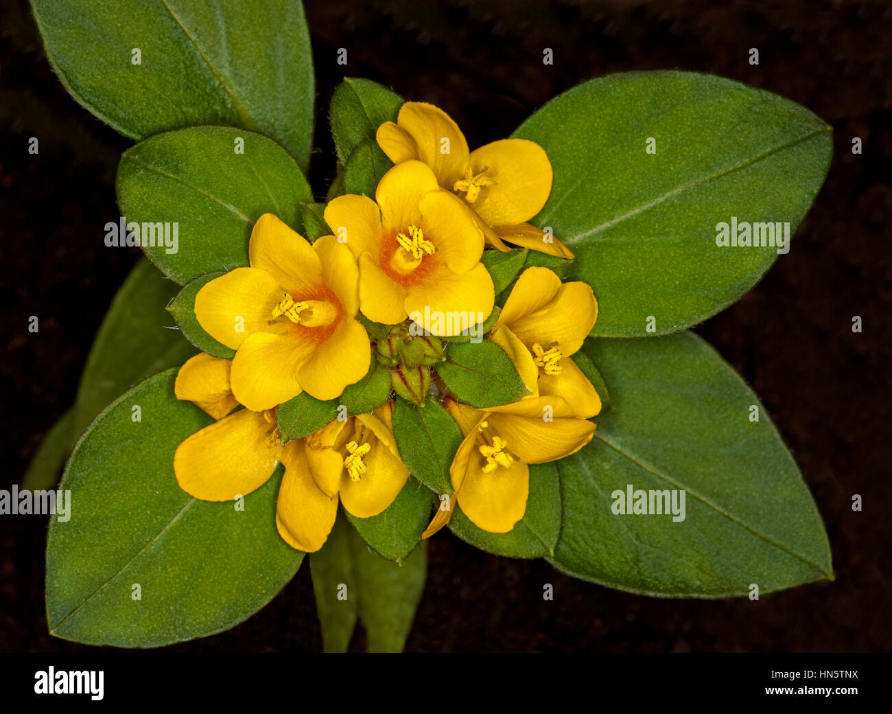 Cluster of golden yellow flowers of ground cover / rockery plant Lysimachia congestiflora surrounded by deep green foliage on black background. Stock Photo