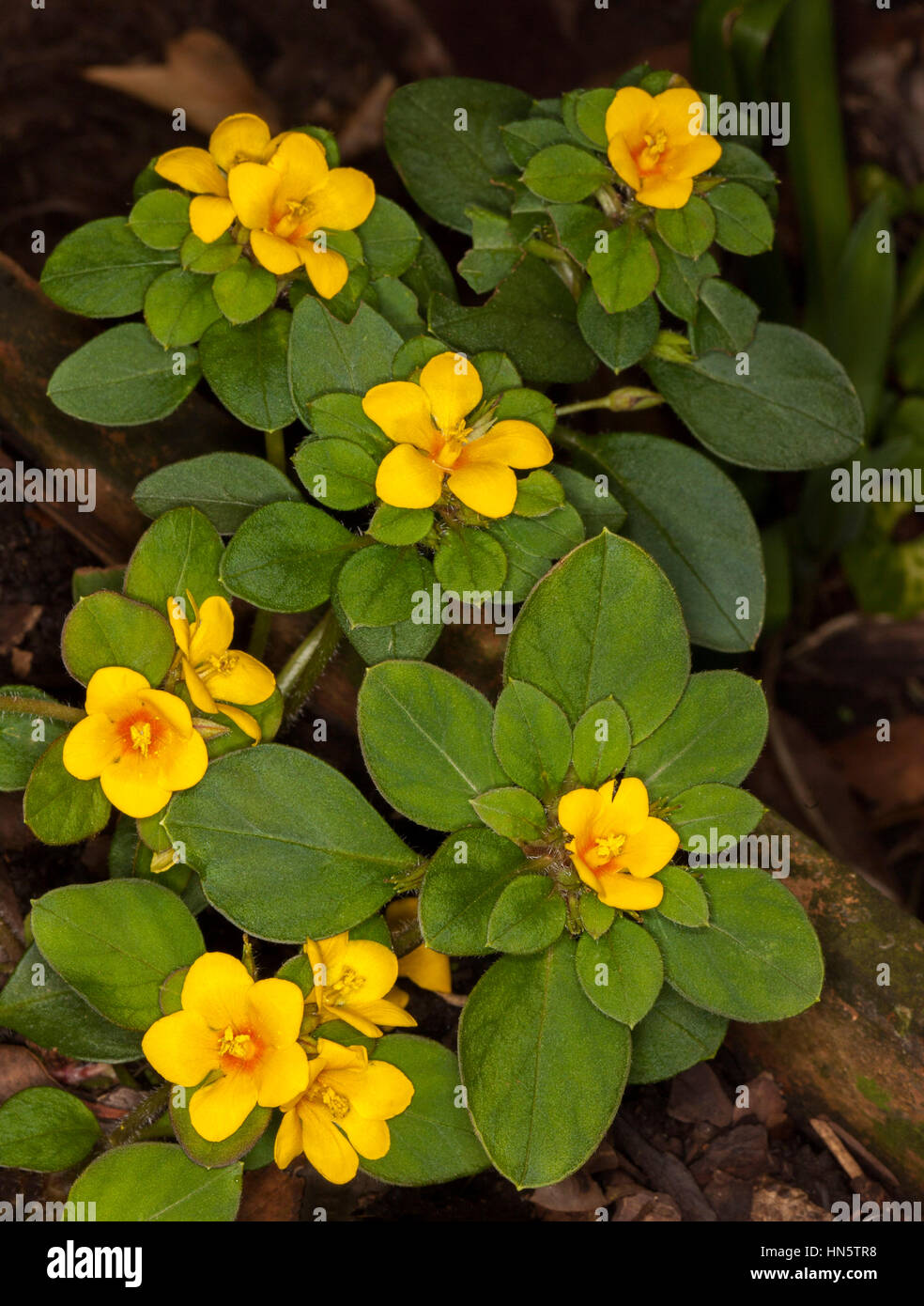 Cluster of golden yellow flowers of ground cover / rockery plant Lysimachia congestiflora surrounded by deep green foliage in Australian garden. Stock Photo