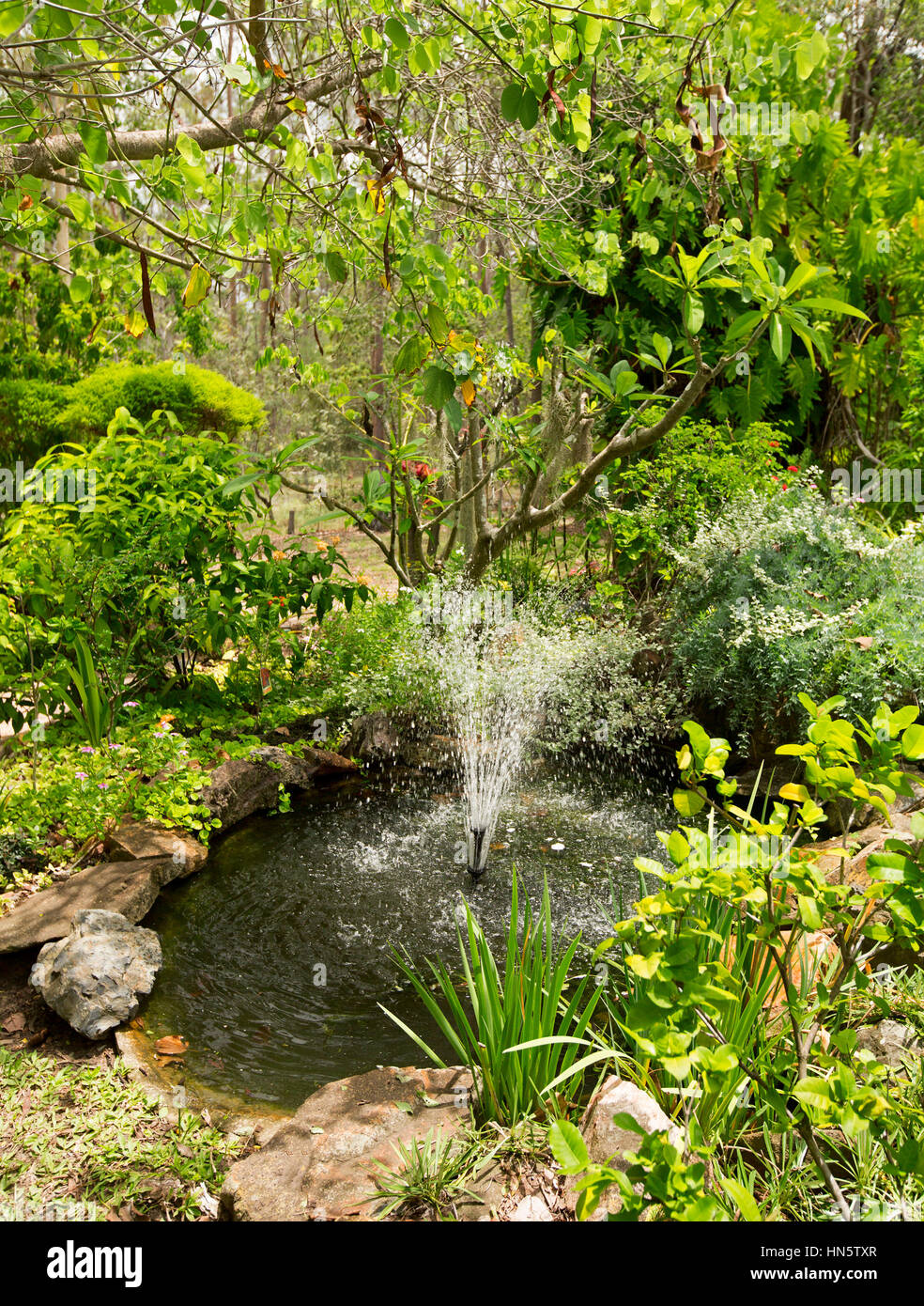 Garden water feature with large pond and central fountain surrounded by shading trees and lush green vegetation in Australia Stock Photo